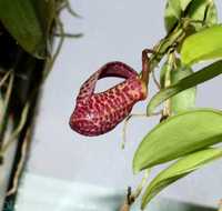 Мініатюрна орхідея zootrophion serpentinum