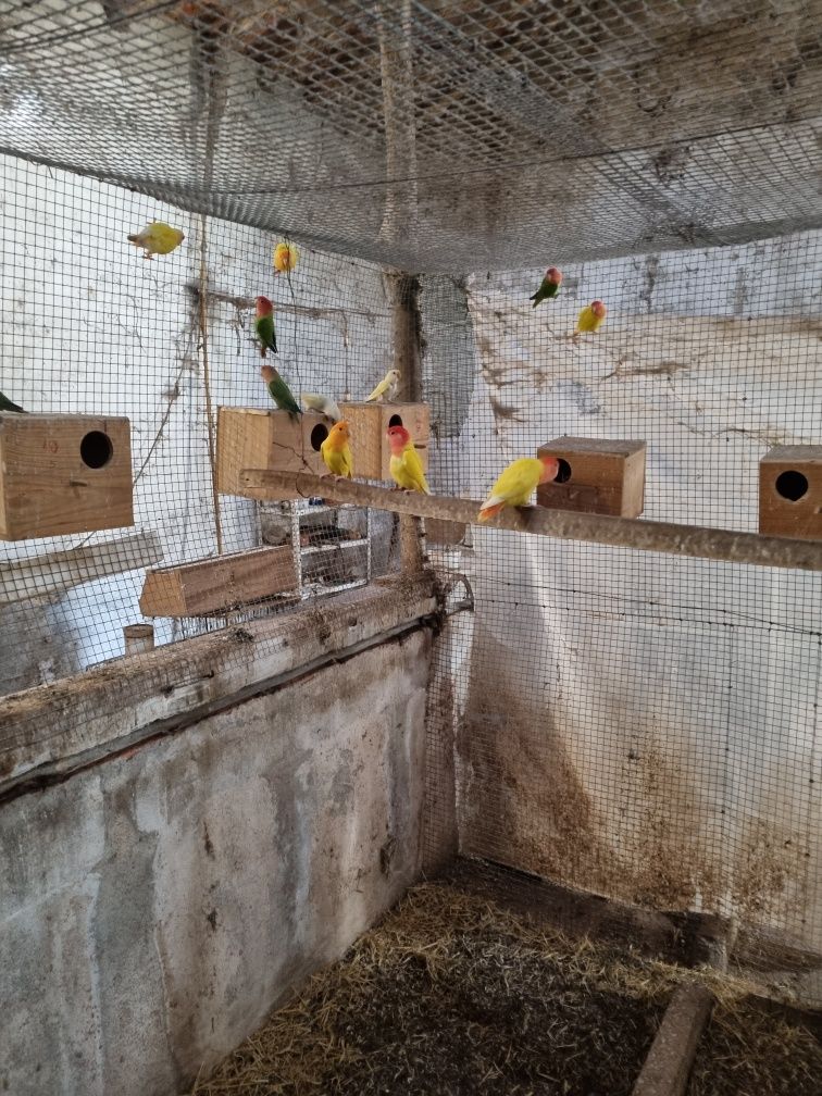 Agapornis roseicollis adultos a reproduzir