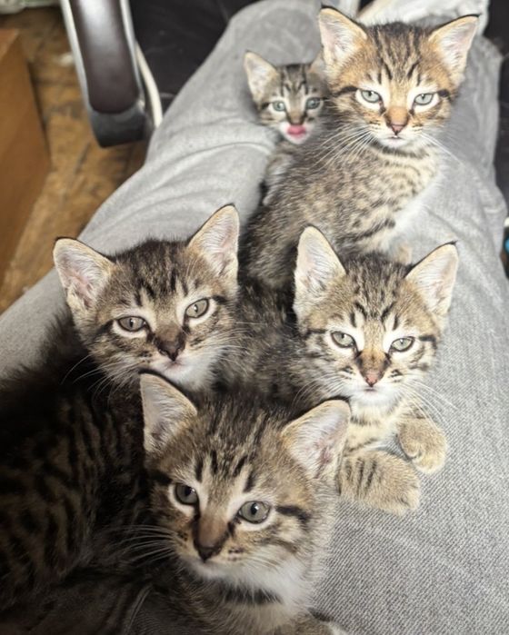 Gatinhos para adoção responsável