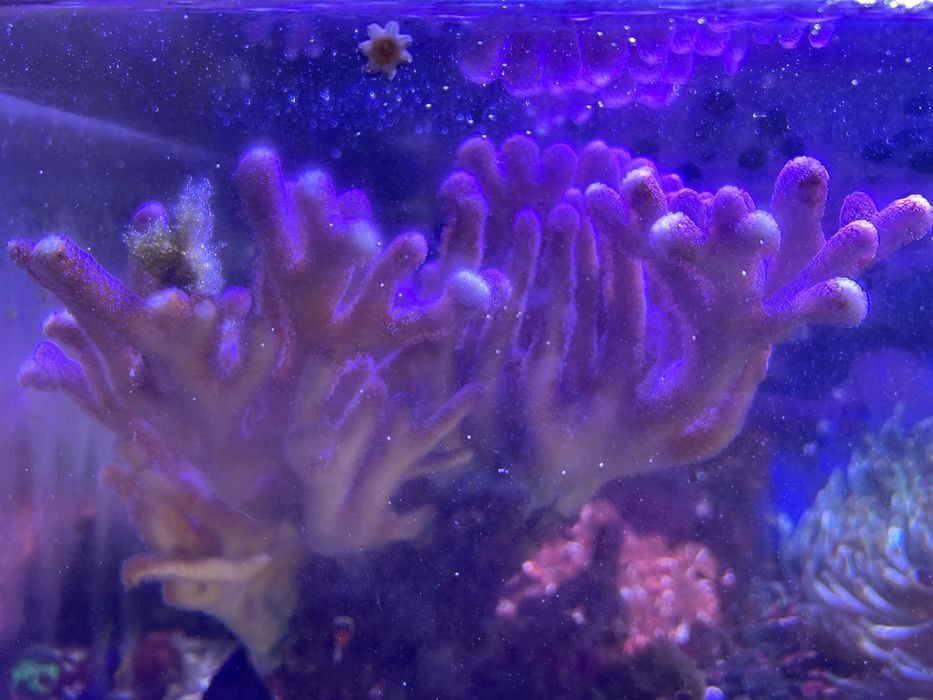 Coral Stylophora milka de grandes dimensões