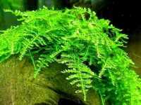 Musgo Christmas Moss – Planta aquática