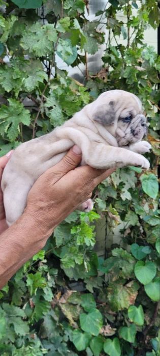 Французький бульдог