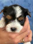 Yorkshire terrier Biewer , York , metryka ZKwP FCI , szczeniak ,George