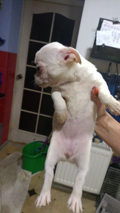 Тримісячні чіхуахуа,3 виводки