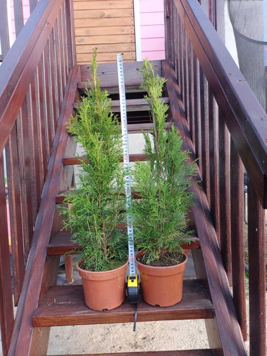 Tuja szmaragd 50 cm - 70 cm wysokości