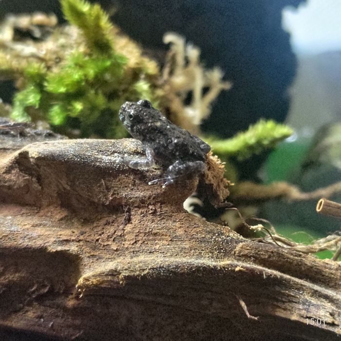 Bombina orientalis – kumak dalekowschodni