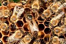 Abelhas rainhas Apis mellifera