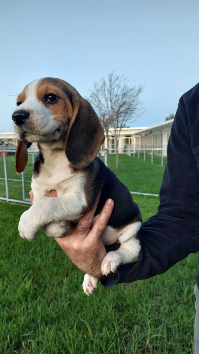 Cachorra Beagle top