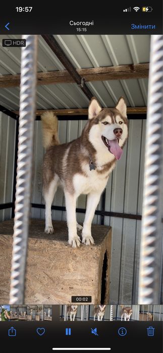 Хаски рижики