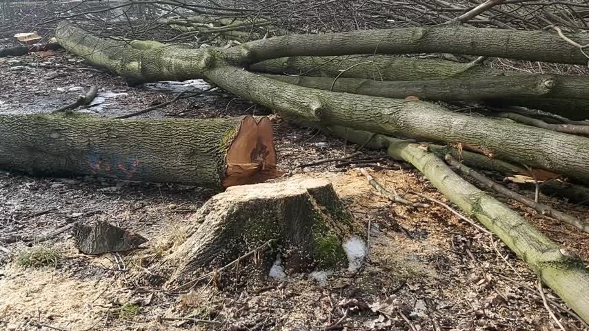 Wycinka drzew i krzewów karczowanie cięcia pielegnacyjne