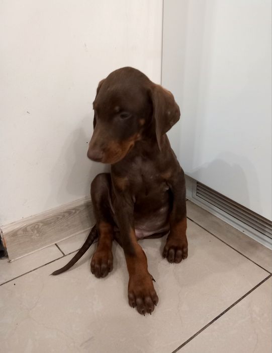 Doberman suczka czekoladowa