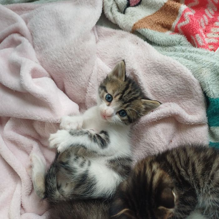 Котята в хорошие руки Невские маскарадные.
