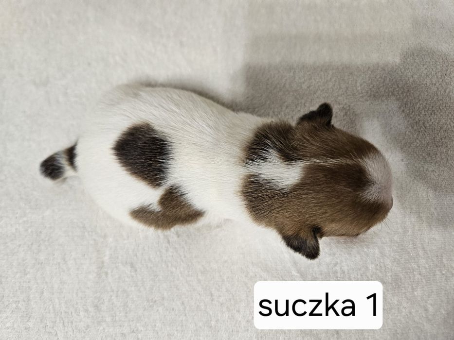 Suczka Jakck Russell Terrier
