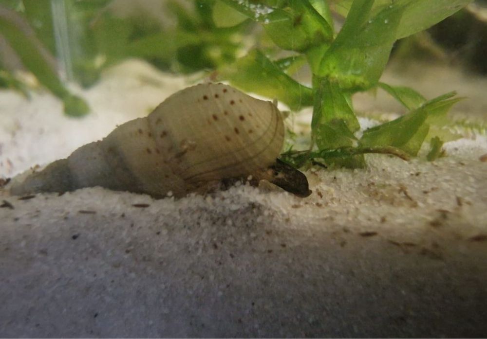 caracois de agua doce melanoides tuberculata