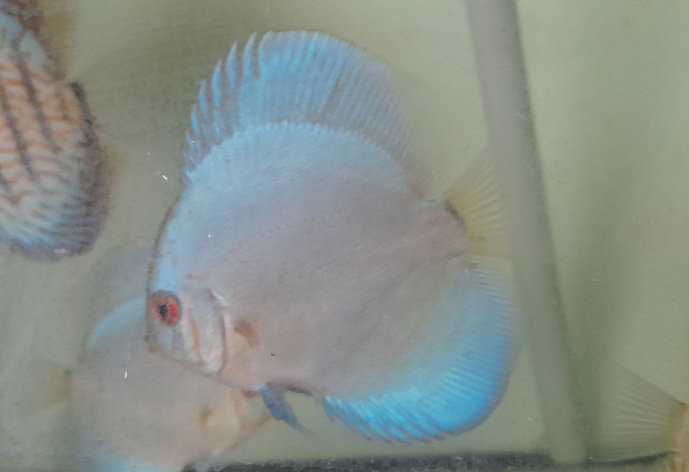 Paletki Blue diamond niebieskie 3szt. Wysyłka. 8-9cm. WYSYŁKA