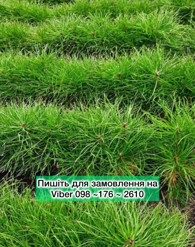 1-4річні саджанці Сосна Кримська і Сосна звичайна.Доставка є Наложка!