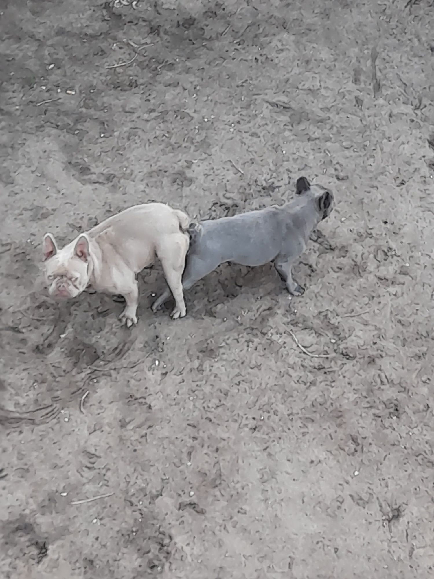 Buldog francuski isabella