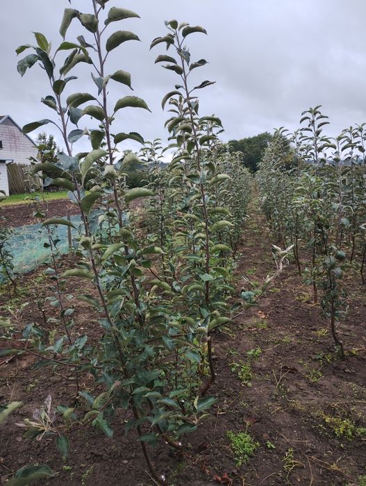 Jabłoń "najdared" podkłada m7