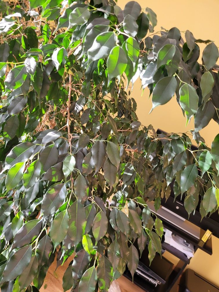 Figowiec Benjamina