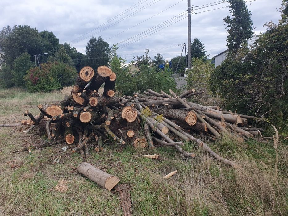 Drewno opałowe na sprzedaż