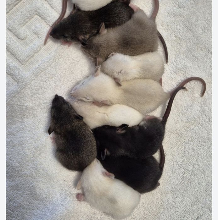 Віддам в добрі руки щурів Дамбо