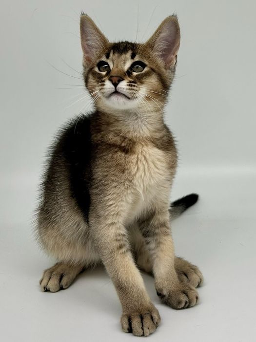 Абиссинец мальчик