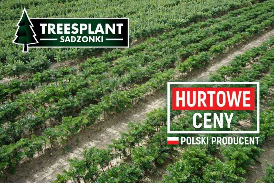 KATOWICE Jodła Kaukaska 2/2 /Świerk Srebrny Serbski Pospolity Szkółka