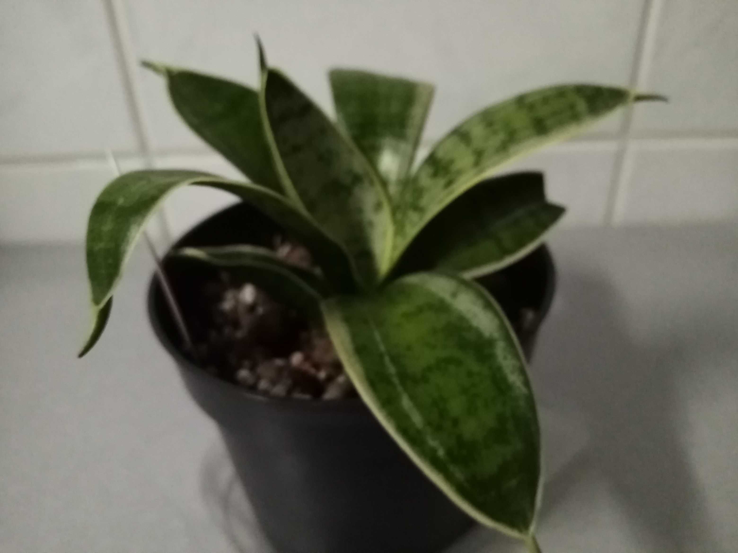 3. Sansevieria hahnii Silver Marginated - młoda sadzonka