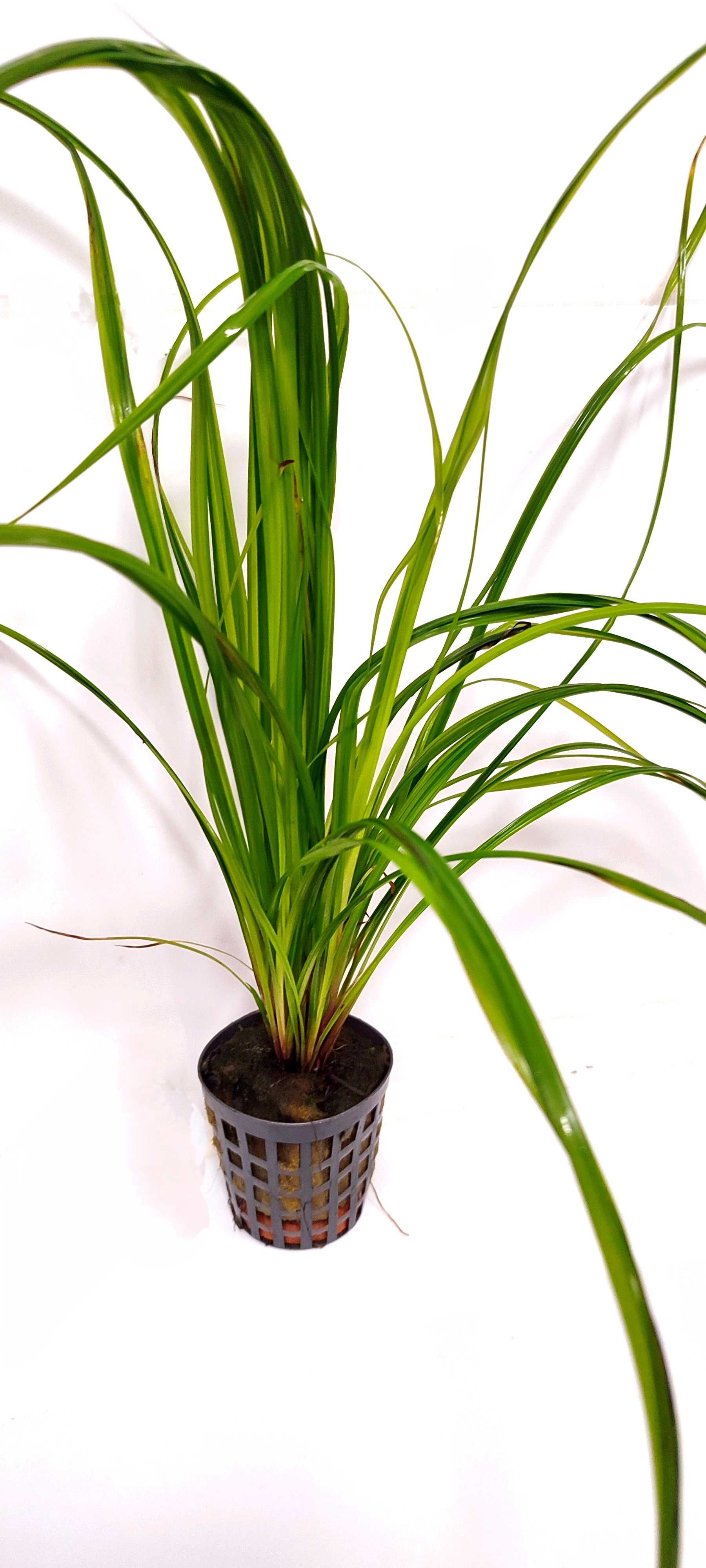 Cyperus Helferi KOSZYK Ozdoba Akwarium Krewetkarium Rośliny