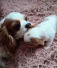 Cavalier King Charles Spaniel ZKwP FCI badania, kpl.szczepień