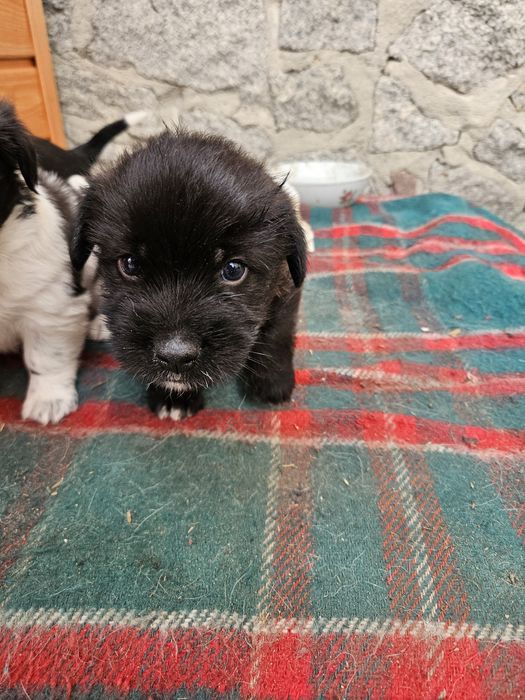 Odam pieski w dobre ręce