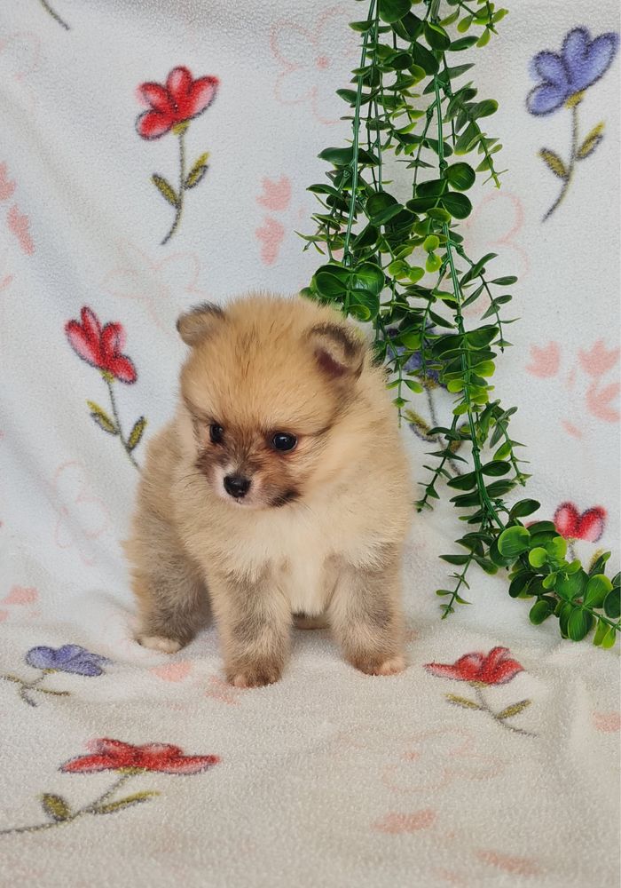Menino Lulu da Pomerânia mini mini