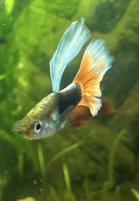 Rybki gupik, molinezje czarne. Roślinki, krewetki red i glonojady.