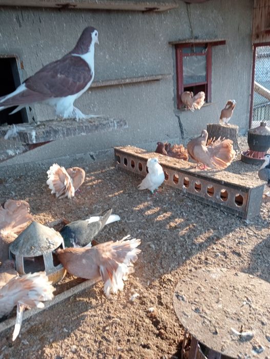 Pawik pawiki pary i pojedyncze sztuki