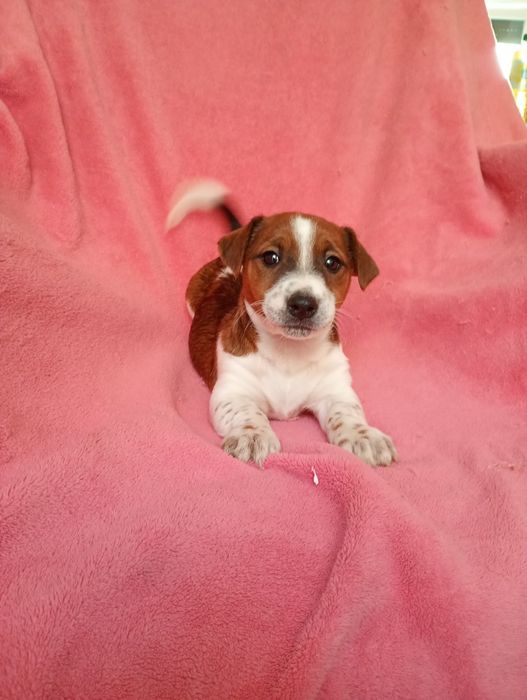 Szczeniaki pieski samce szukają domków piękne