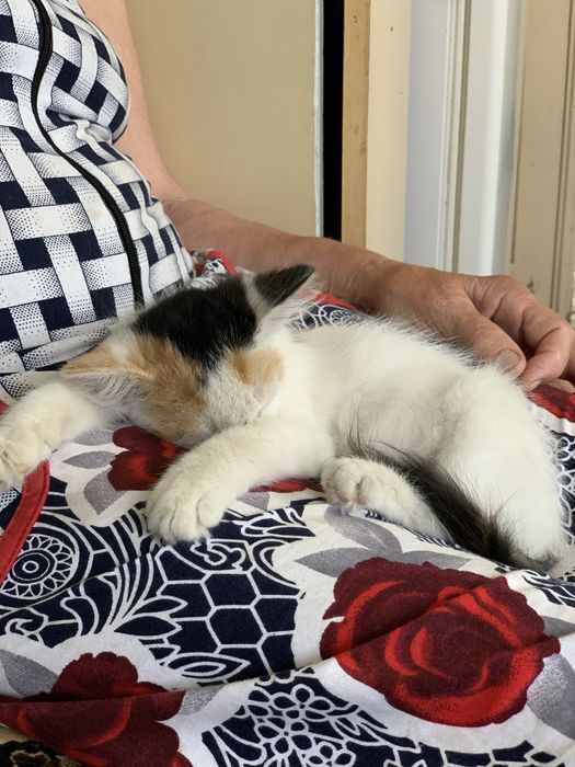 Милая, нежная, тактильная кошечка 1,5-2 месяца