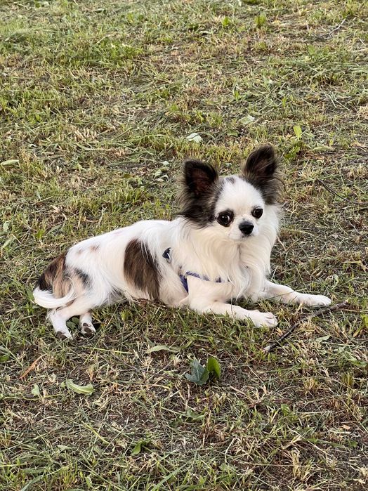 Вязка Чихуахуа. Ищу невесту