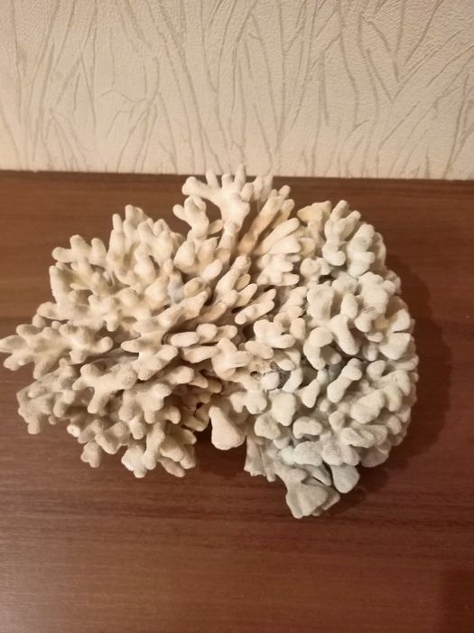 Продам морских ракушек и коралл