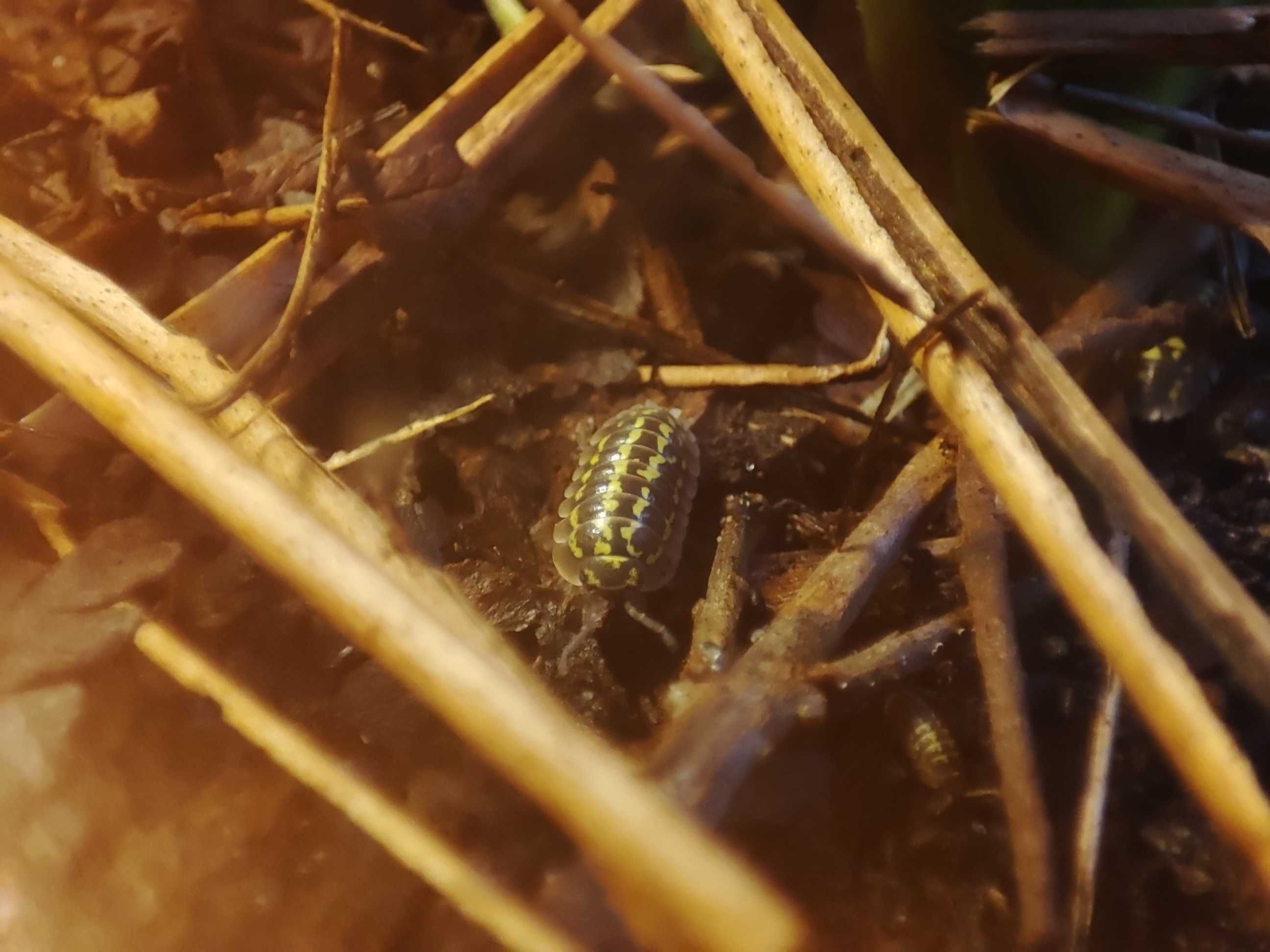 Isopody, "prosionki" - Armadillidium gestroi