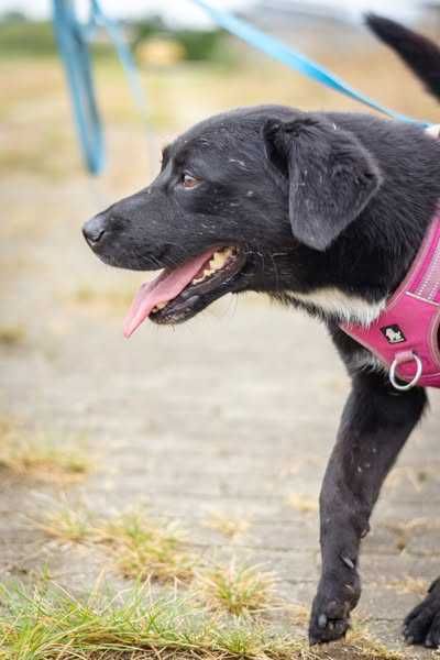 Łagodny w typie labradora Łapka szuka domku