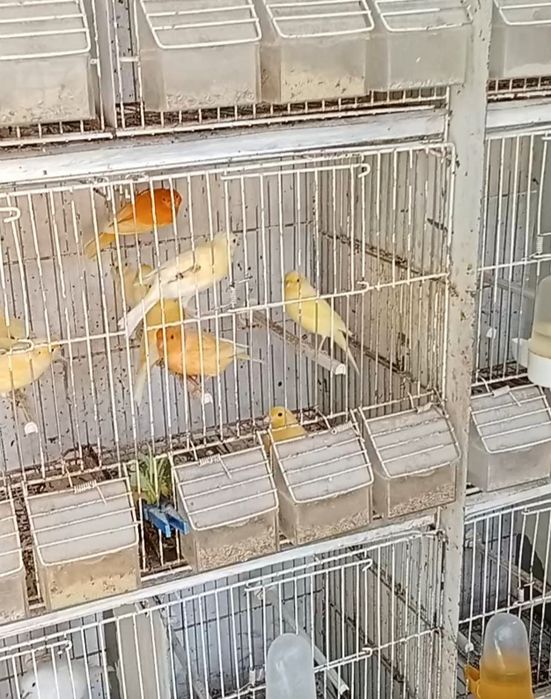 Canários machos e fêmeas 2025