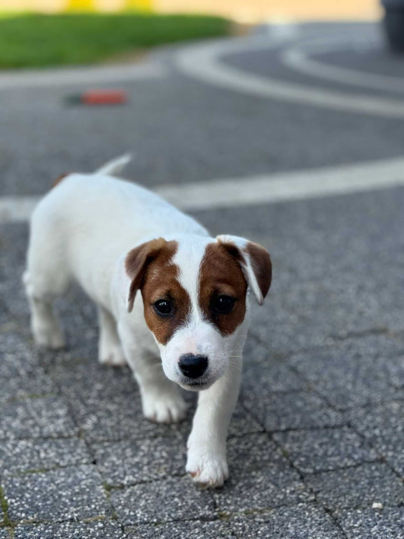 Jack Russell terrier GUCCI *FCI* ZKwP pies szuka nowego domu