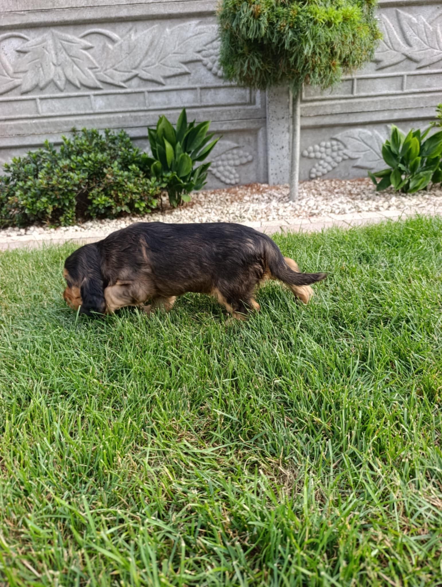 Szczeniak Cocker Spaniel - Sobolowe