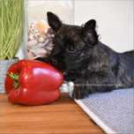 Cairn Terrier - rodowodowy (ZKwP/FCI) piesek po Championach
