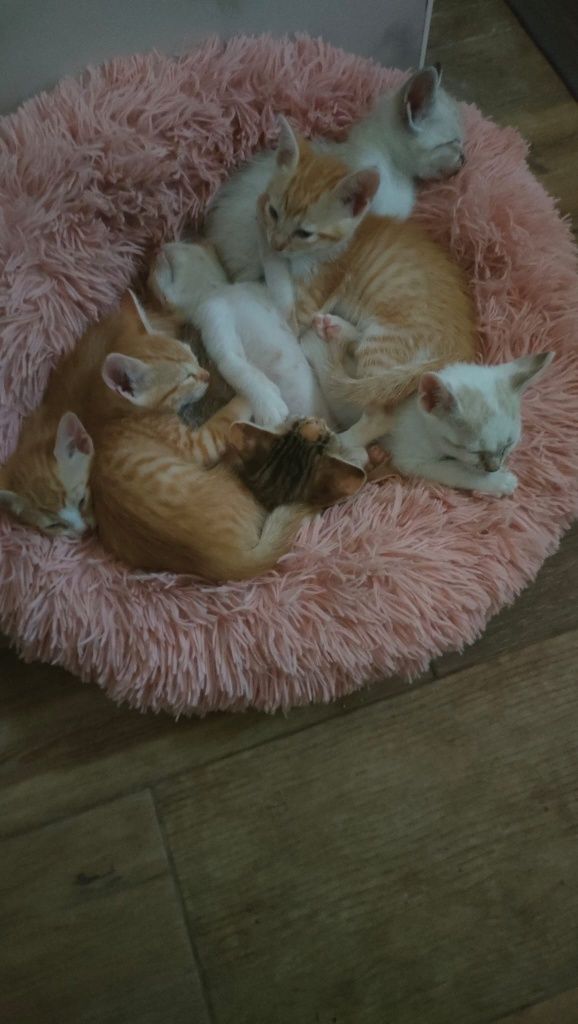 Gatinhos bebés adopção responsavel