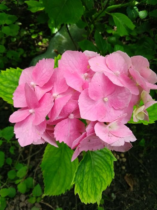 Продаю кусти гортензії