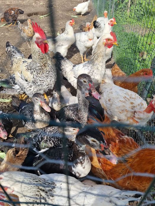 Patos mudos e galinhas