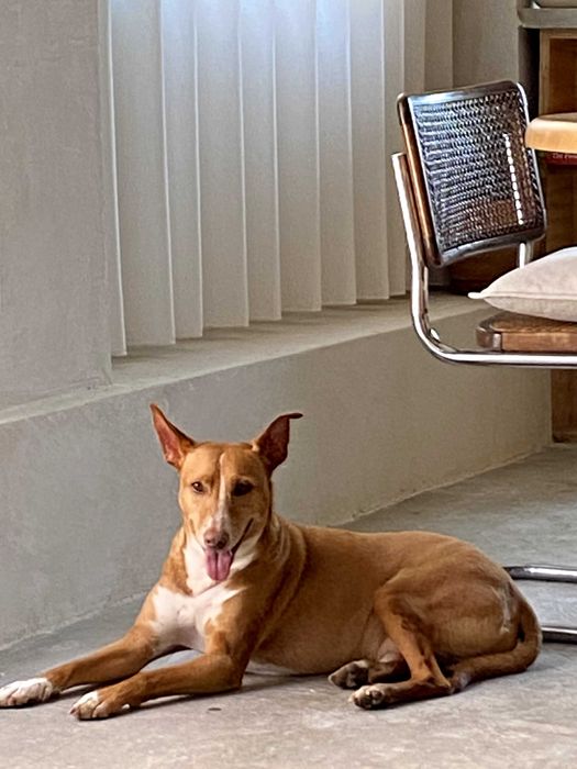 Podengo adoção responsável