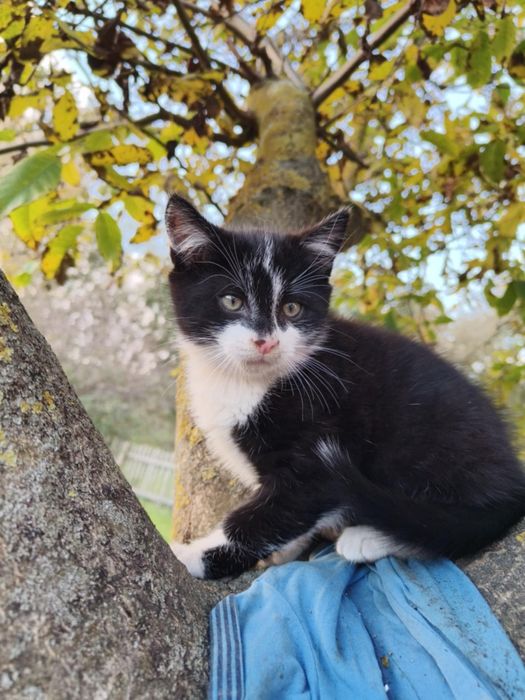 Oddam dwie kotkę i kocura