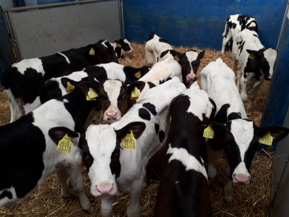 Cielęta, cielaki, byczki oraz jałówki mięsne, MM,MS,HF transport